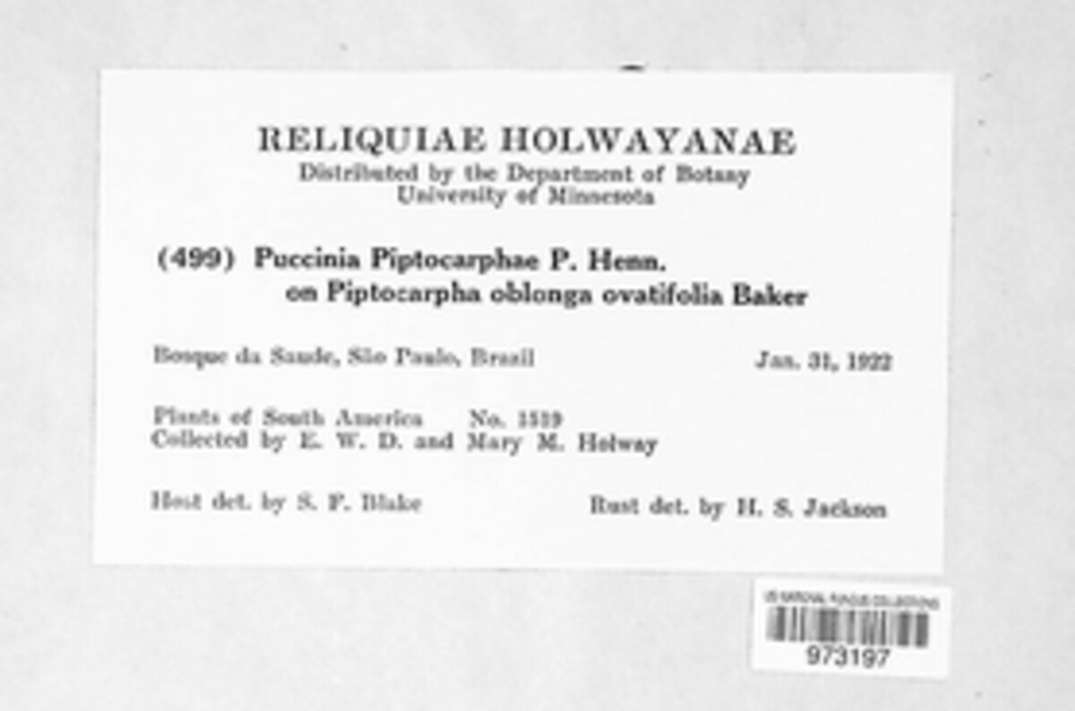 Puccinia piptocarphae image